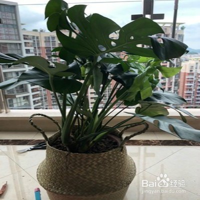 龟背竹盆栽黄叶怎么办