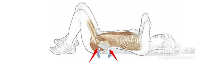 高尔夫球训练：[2]相关肌肉图2
