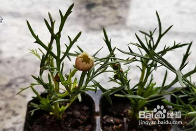 缓苗期如何浇水