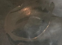 柴鱼片冬瓜汤