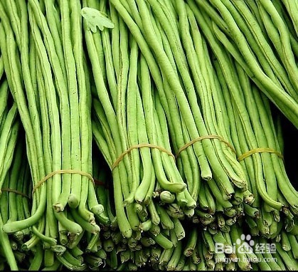 早春大棚豆角种植有哪些关键的环节?