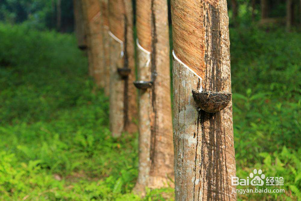 到底什么是乳胶呢?