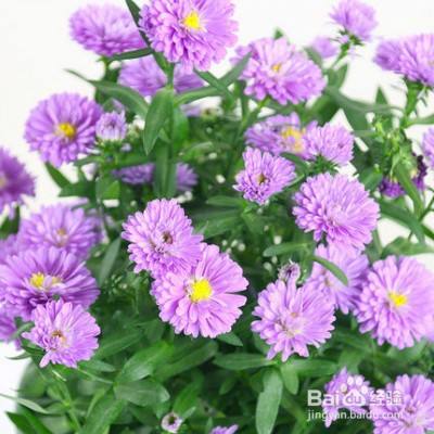 紫苑花养护指南 百度经验