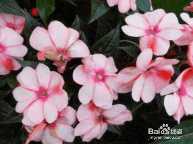 凤仙花的养殖方法和注意事项