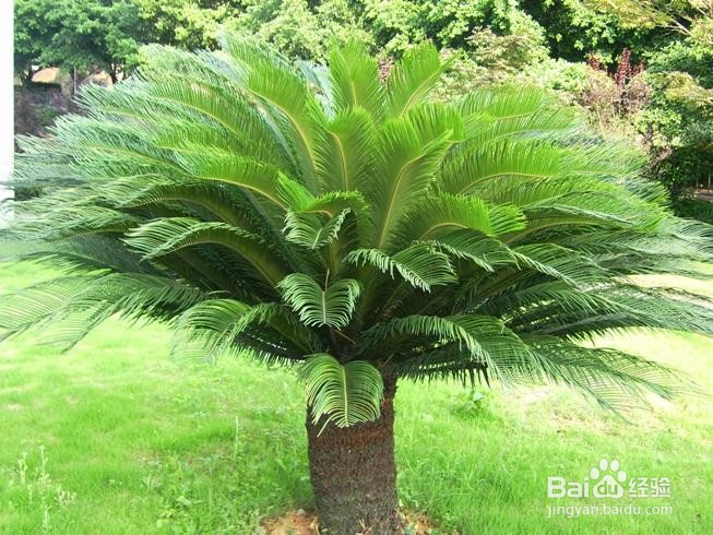 初中生物:常见的裸子植物