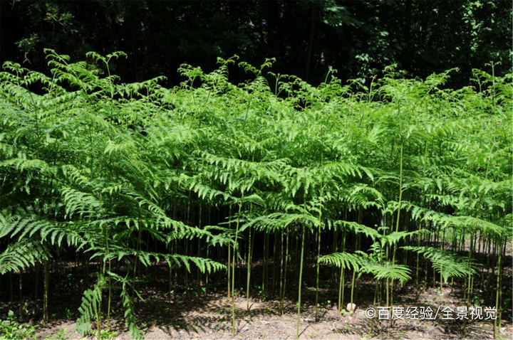 蕨菜怎么保存的更久