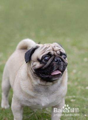 发育期八哥犬的喂养