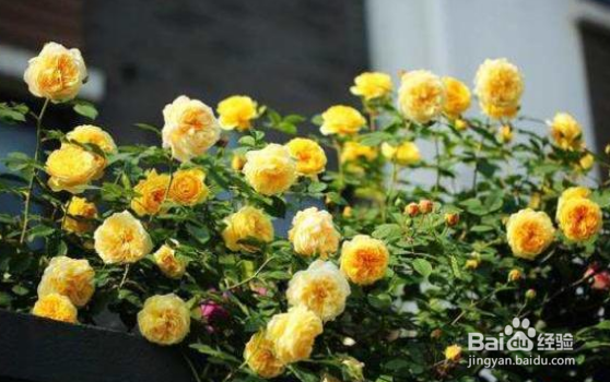 种下去的月季打蔫了怎么办