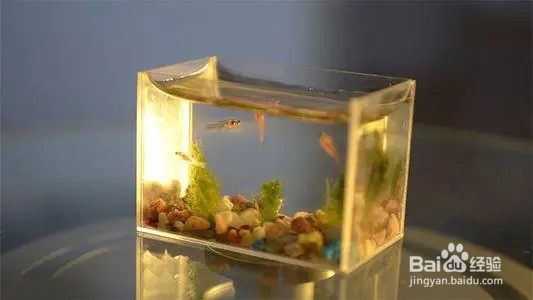 鱼缸水温过高怎么降温