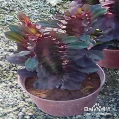 彩云阁养殖方法