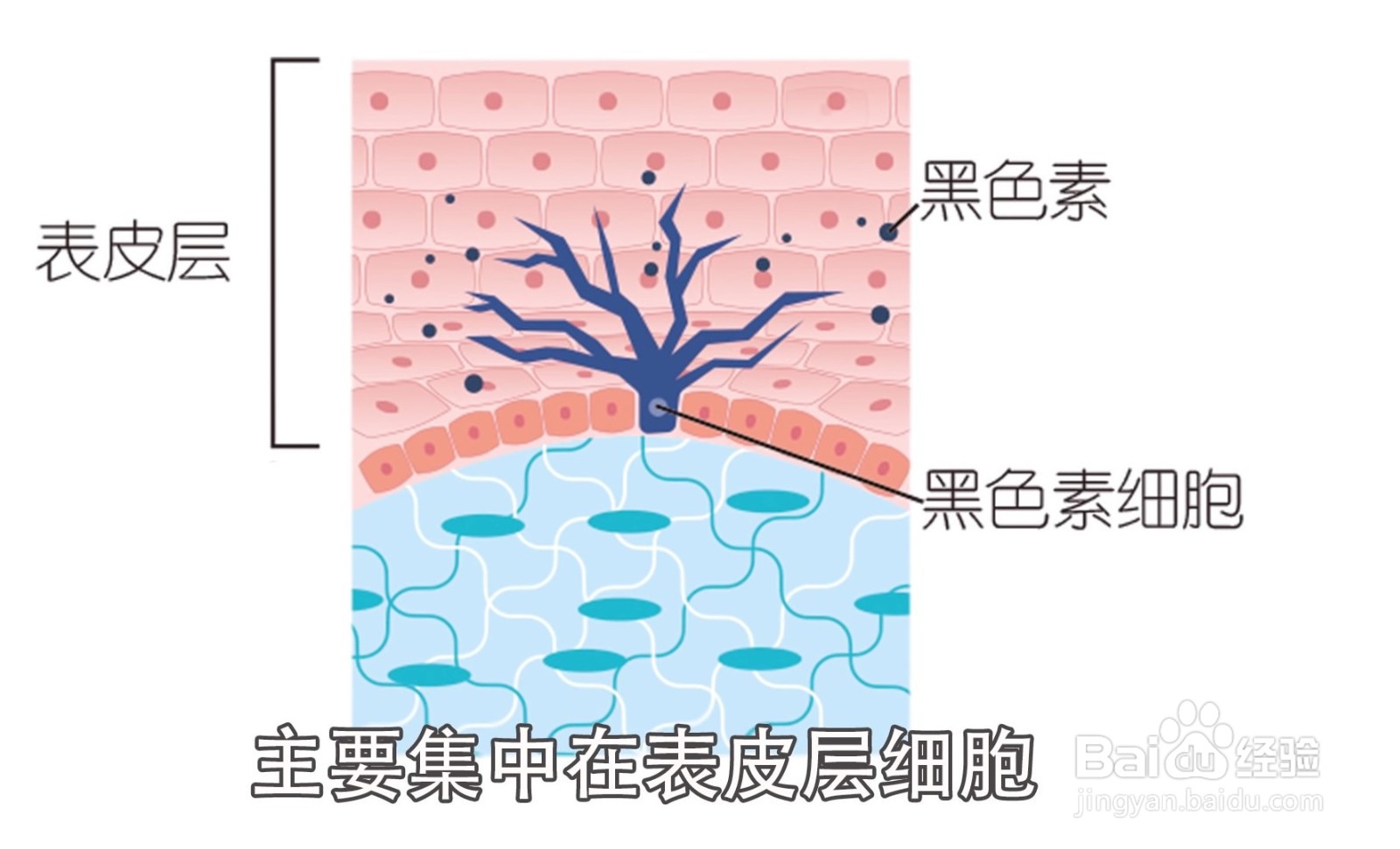 大白菜上有“黑点”还能吃吗?