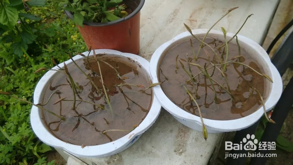 怎样在家种碗莲