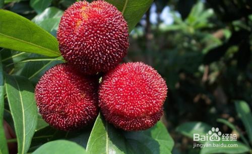 五月份适合吃什么水果