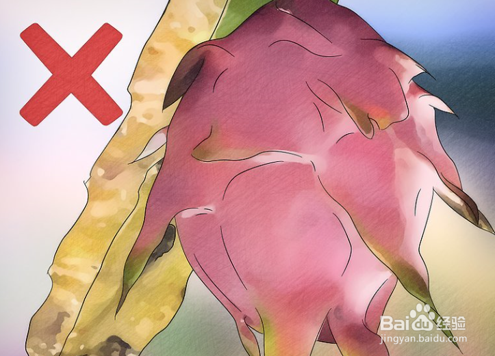 如何判断火龙果是否成熟