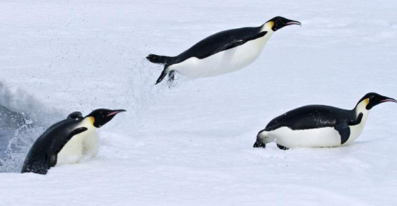 企鹅吃什么东西呢