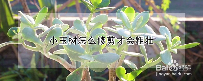 小玉树怎么修剪才会粗壮#校园分享
