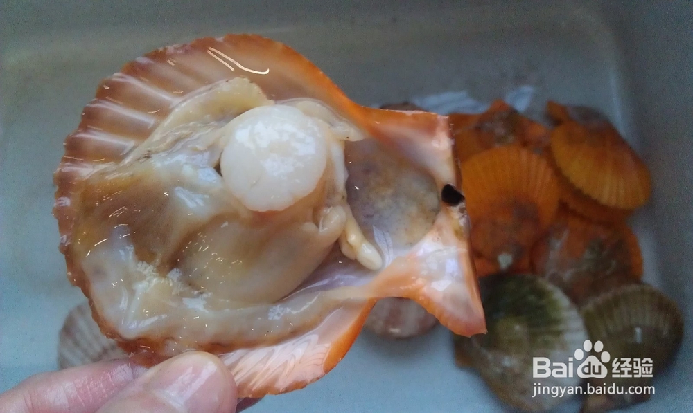 葱油蒸扇贝怎么做