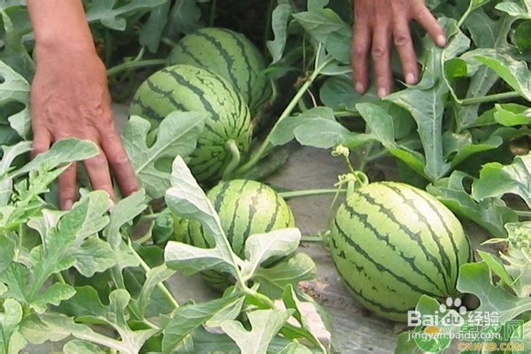 西瓜嫁接方法