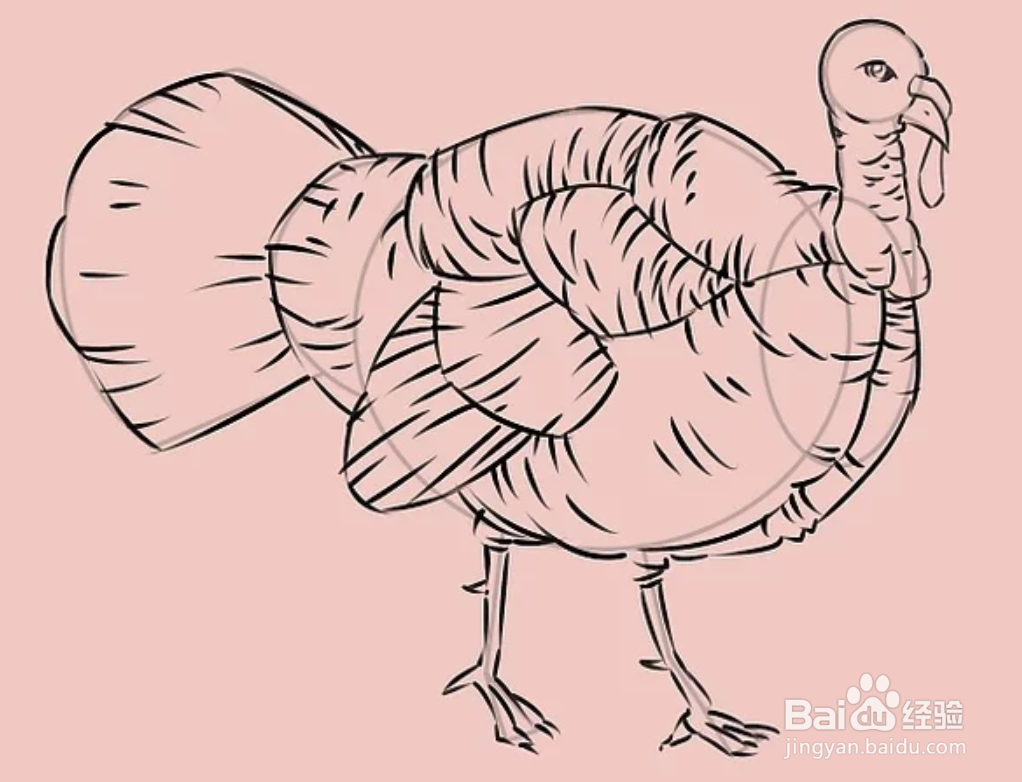 如何画一只火鸡