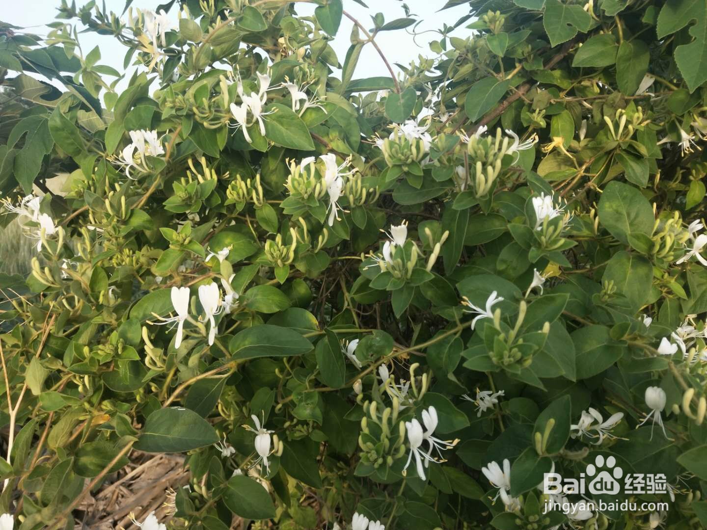 你见过金银花吗?