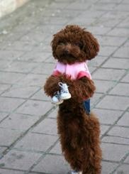 分享自己养泰迪的经验