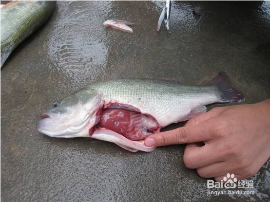 鱼类养殖中肠炎病的病原体和治疗方法