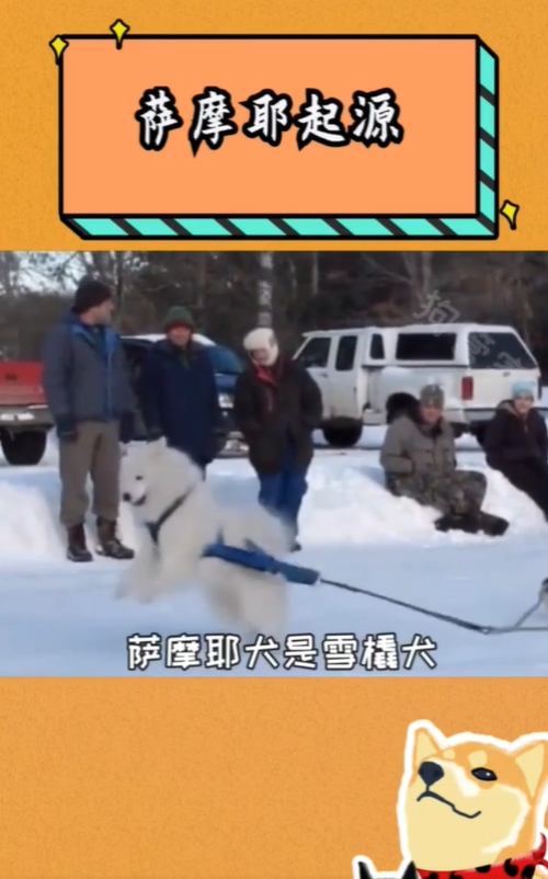 萨摩耶的祖先是谁