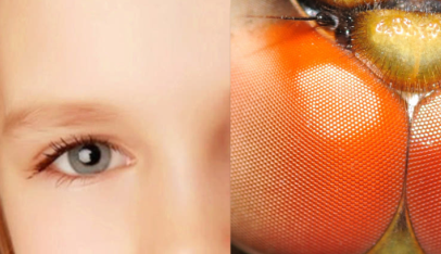 请问人眼与复眼有什么区别