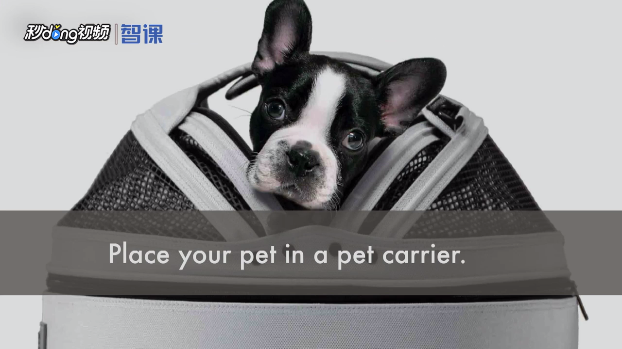 carrier单词讲解视频