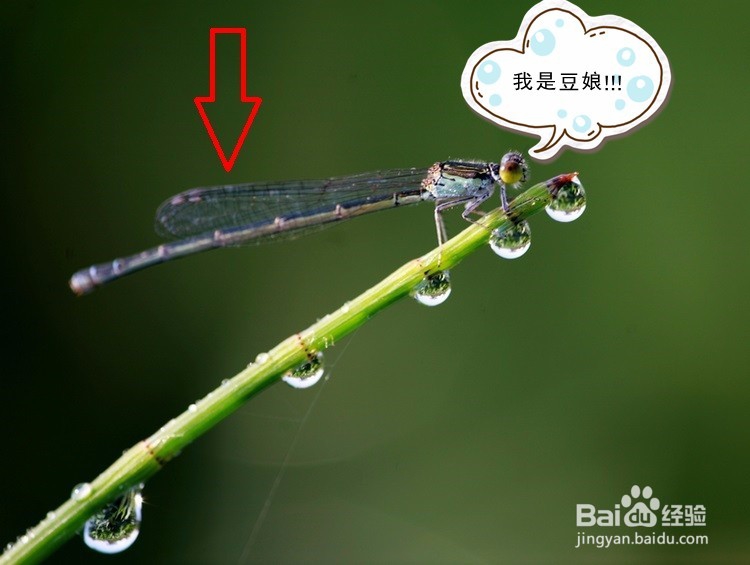 <b>如何分辨豆娘和蜻蜓</b>