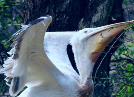 鹈鹕为什么会出现