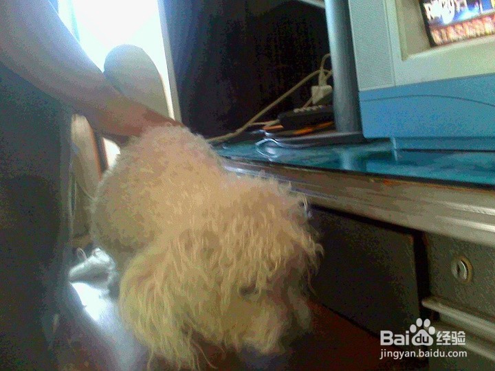 刚洗完澡的宠物狗怎样吹干卷着的毛