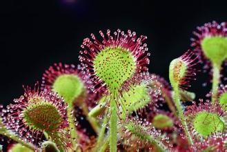 2016年有毒花卉集合2?