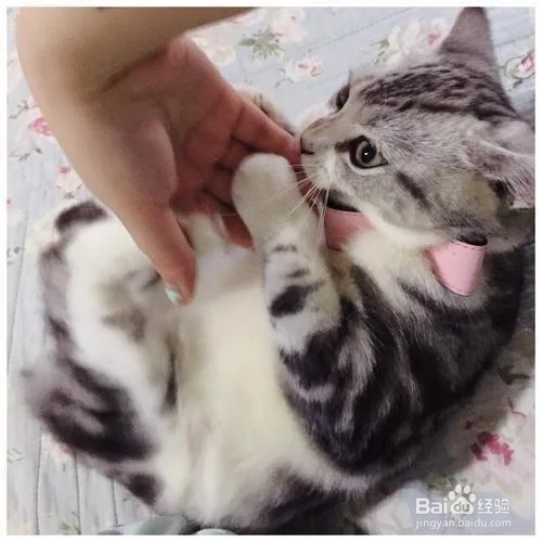 猫总咬人怎么办