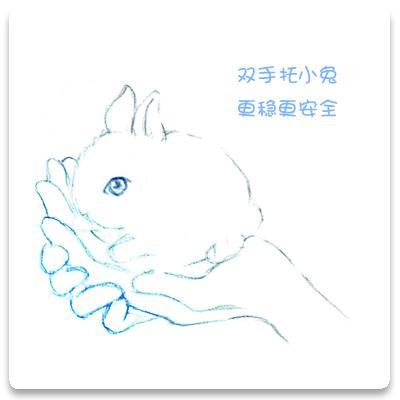 怎样以正确的姿势抱兔子