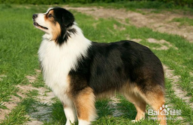澳大利亚牧羊犬不能吃的东西有哪些？