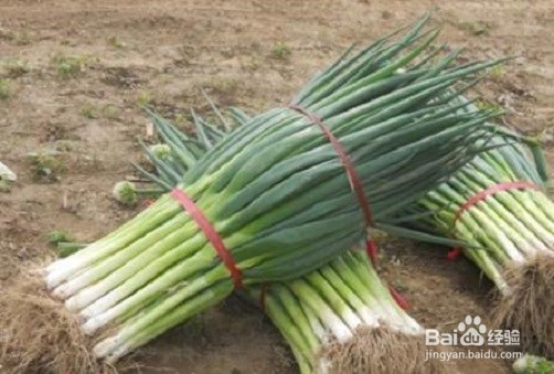 大葱有哪些作用及禁忌