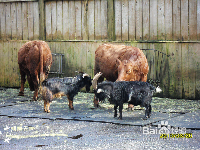 拾海的孩子&亲亲小动物(组图)