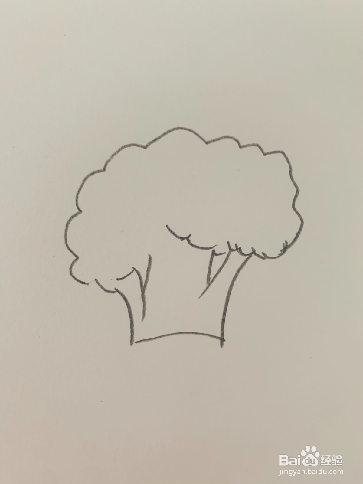 西蓝花怎么画