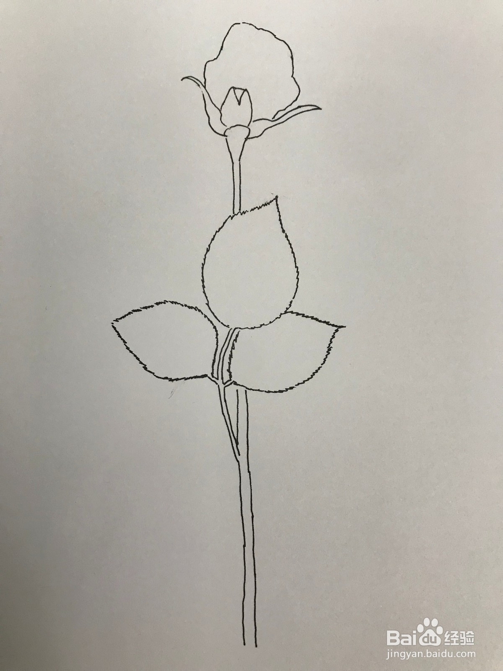 画一支玫瑰花玫瑰