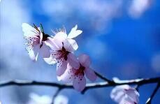 春天的桃花怎么描述