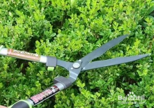 戒掉不良习惯,养花该如何规避风险?