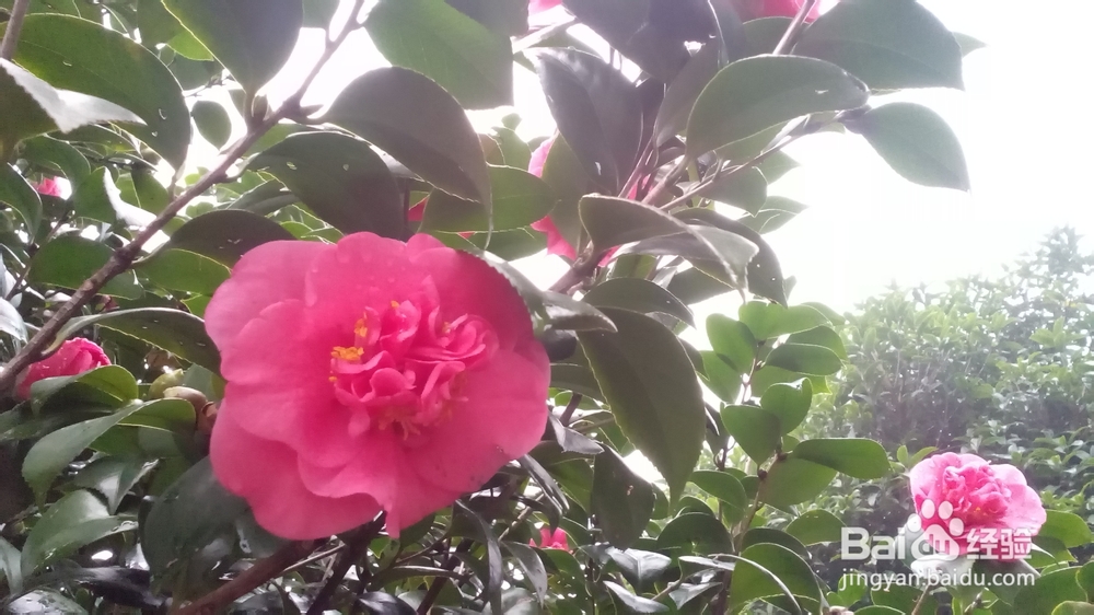 肇庆鼎湖山游记