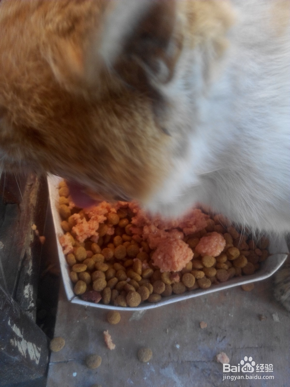 猫口腔溃疡复发怎么办