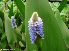 高血压十款药茶专属为你