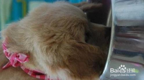 喂养金毛犬有什么需要注意的地方?