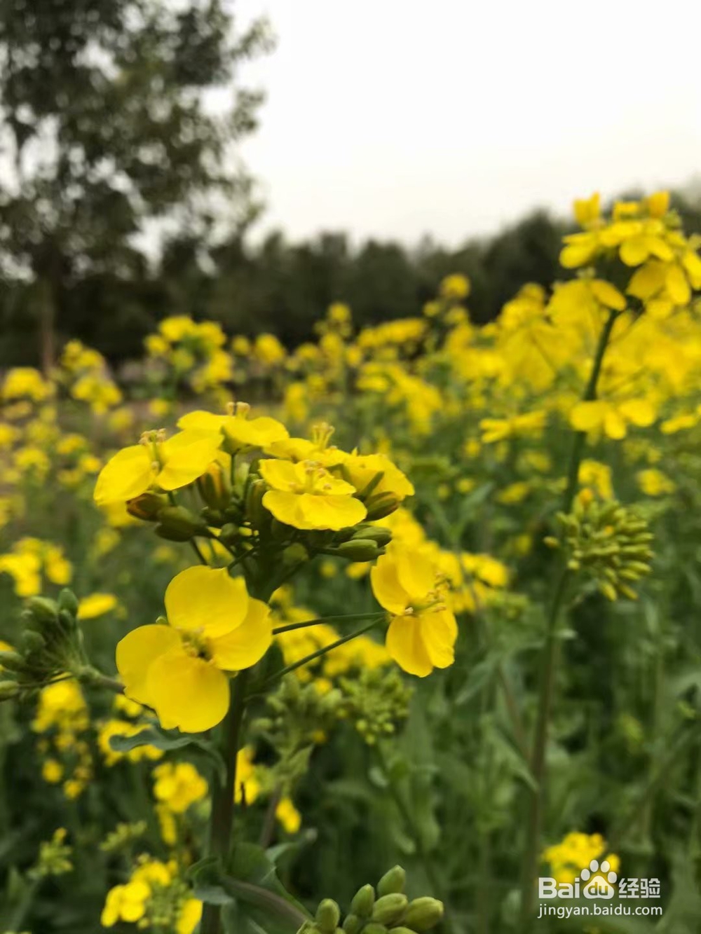 拍摄油菜花技巧