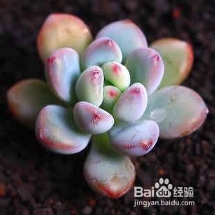 夏季养殖多肉要注意些什么？