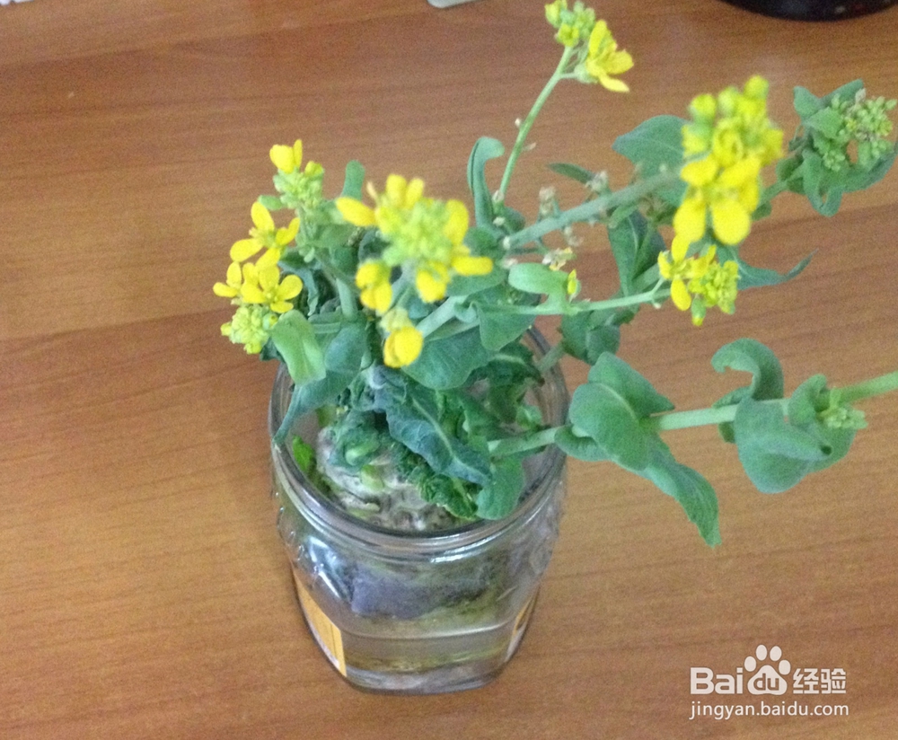 白菜花小盆景——怎样利用废弃物制作盆景