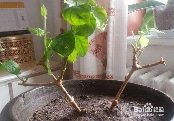 养茉莉的技巧与方法